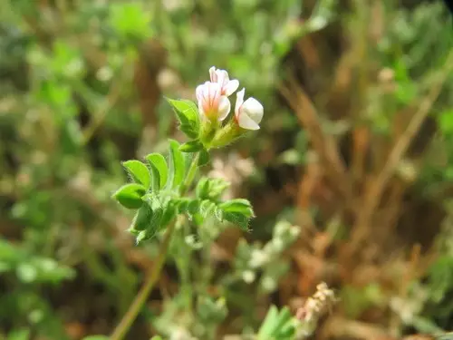 ornithope cultivé